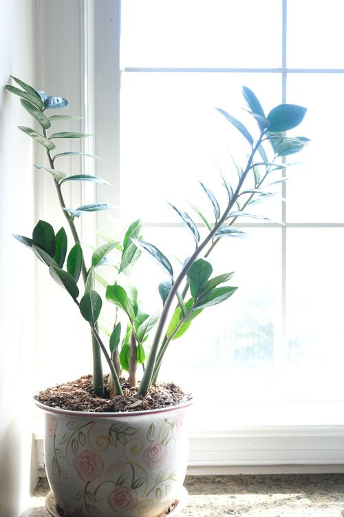 6-Houseplants-that-are-Easy-to-Maintain-and-Provide-a-Healthier-Home HartDesignCo