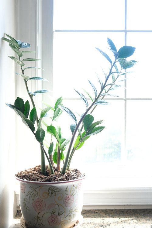 6 Houseplants that are Easy to Maintain and Provide a Healthier Home